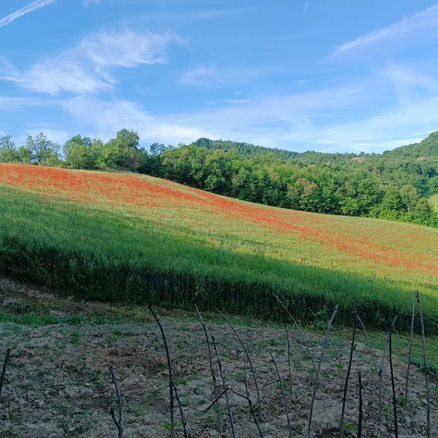 Foto del B&B Monte Bibele a Monterenzio — Le vedute sull'Appennino